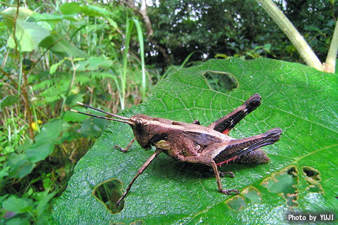 オキナワモリバッタ Traulia ornata okinawaensis