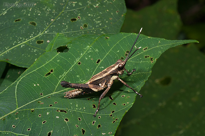 オキナワモリバッタ Traulia ornata okinawaensis