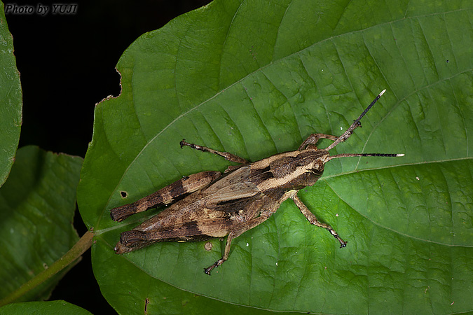 オキナワモリバッタ Traulia ornata okinawaensis