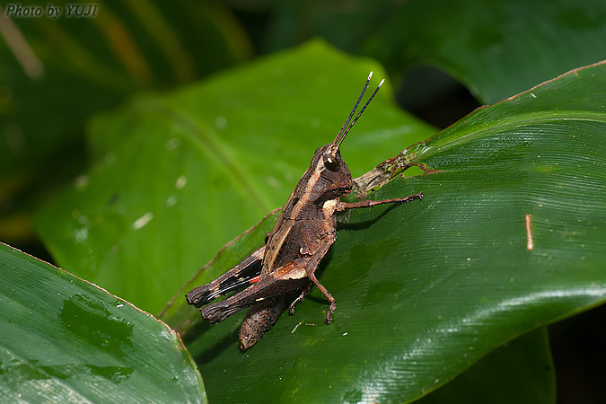 オキナワモリバッタ Traulia ornata okinawaensis