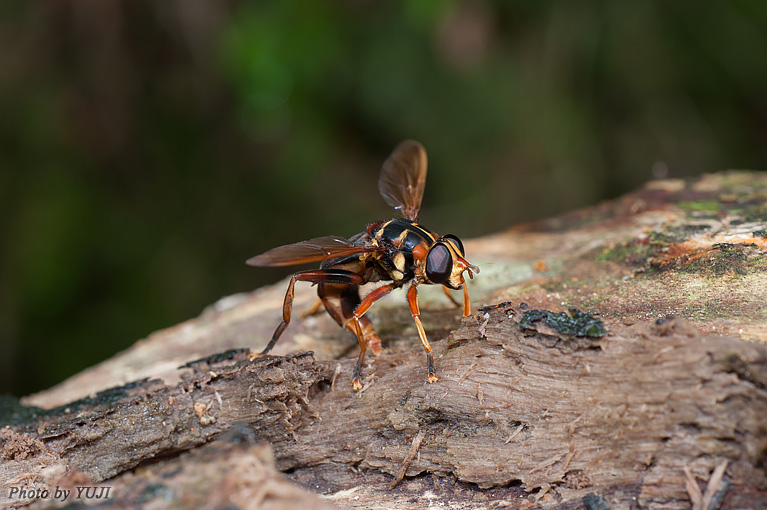 オキナワナガハナアブ Milesia elegans