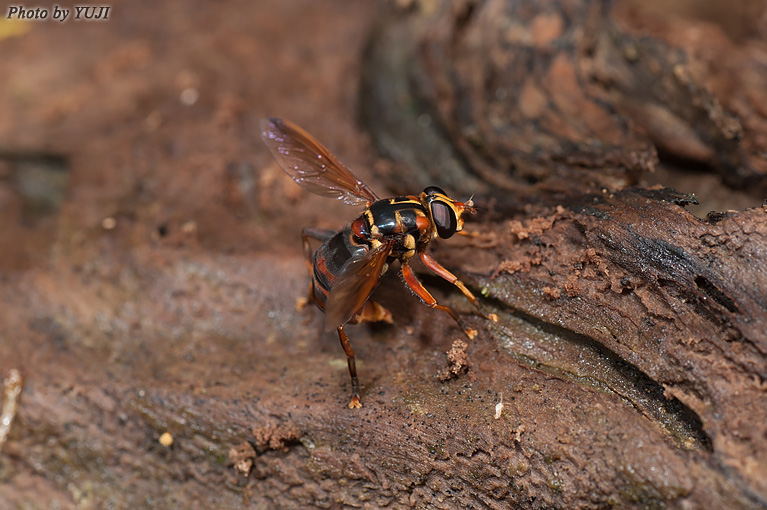 オキナワナガハナアブ Milesia elegans