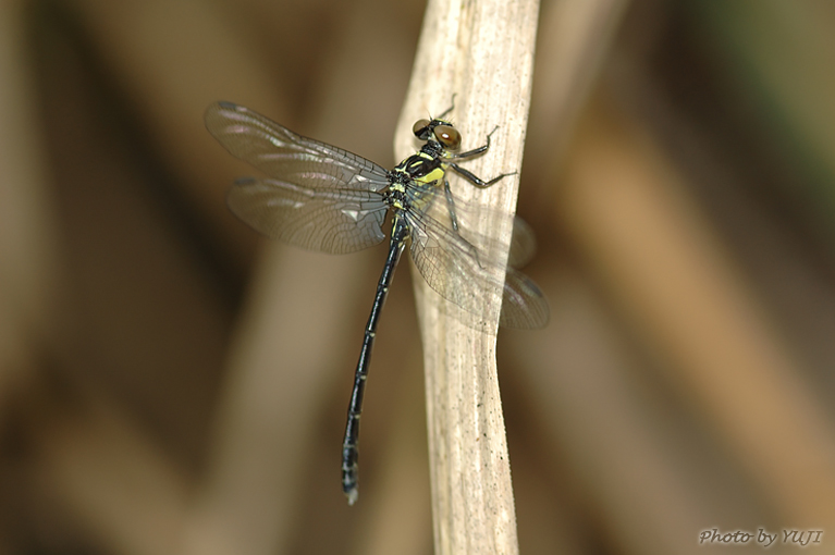 オキナワオジロサナエ Stylogomphus ryukyuanus asatoi