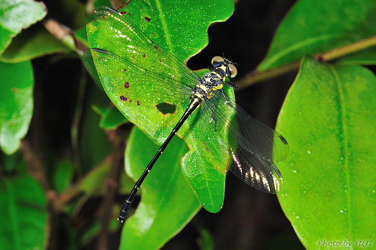 オキナワオジロサナエ Stylogomphus ryukyuanus asatoi