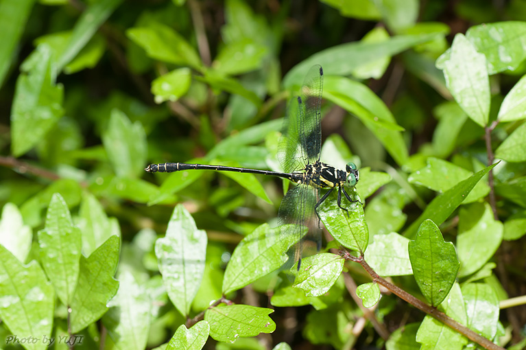 オキナワオジロサナエ Stylogomphus ryukyuanus asatoi