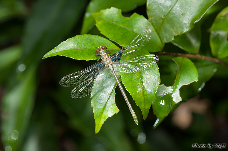 オキナワオジロサナエ Stylogomphus ryukyuanus asatoi