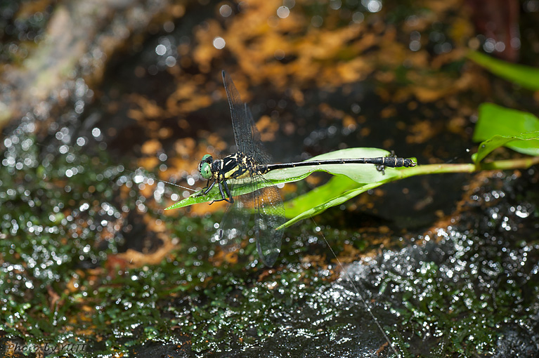 オキナワオジロサナエ Stylogomphus ryukyuanus asatoi