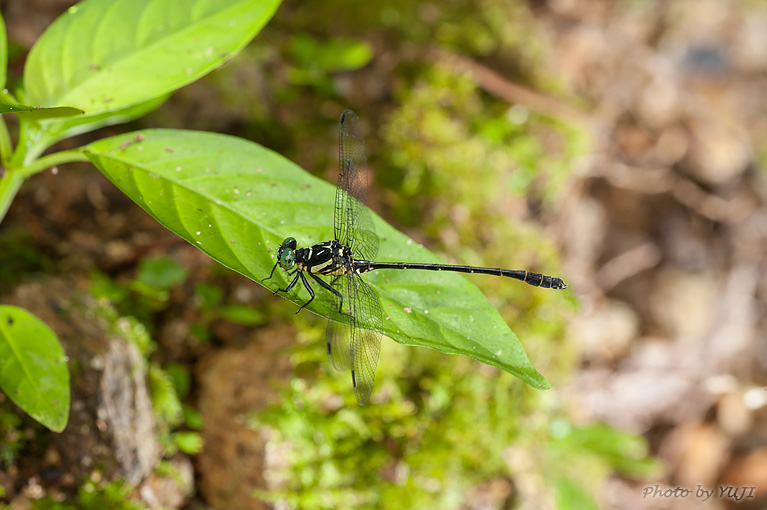 オキナワオジロサナエ Stylogomphus ryukyuanus asatoi