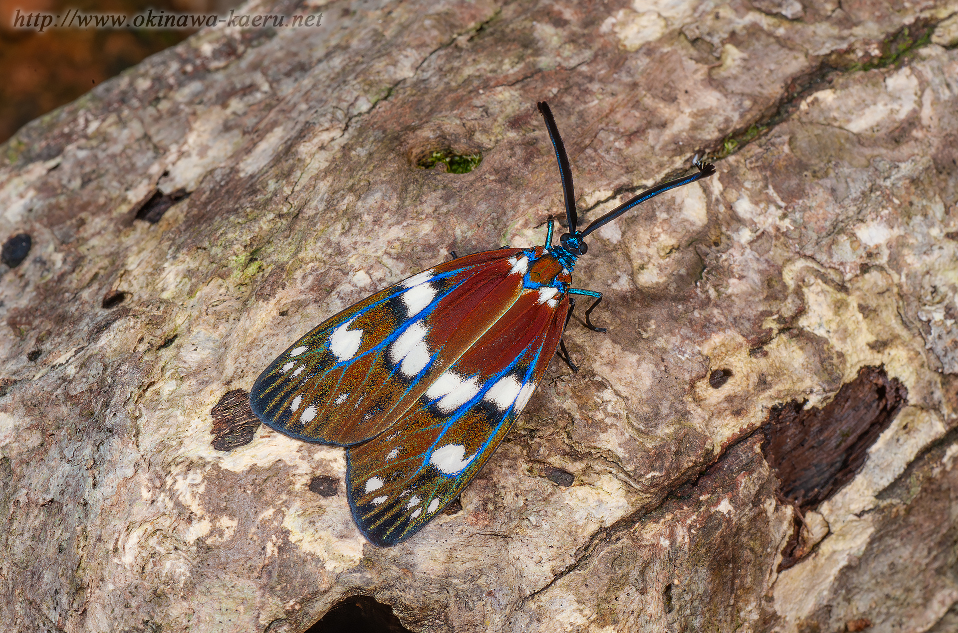 オキナワルリチラシの画像