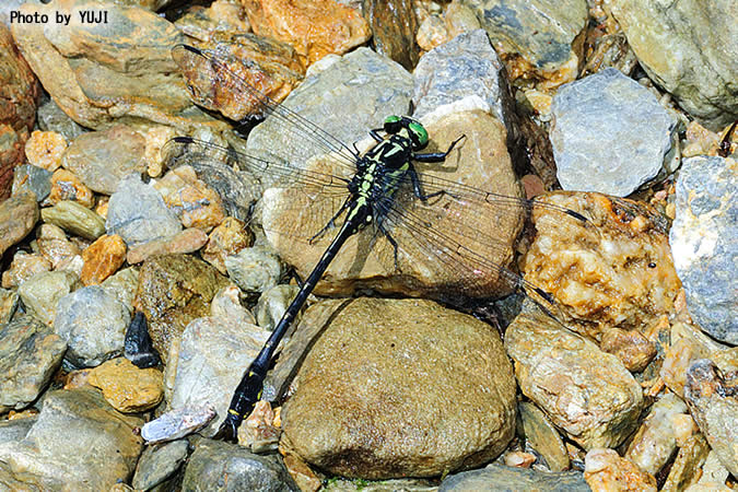 オキナワサナエ Asiagomphus amamiensis okinawanus