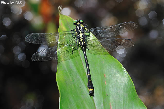 オキナワサナエ Asiagomphus amamiensis okinawanus