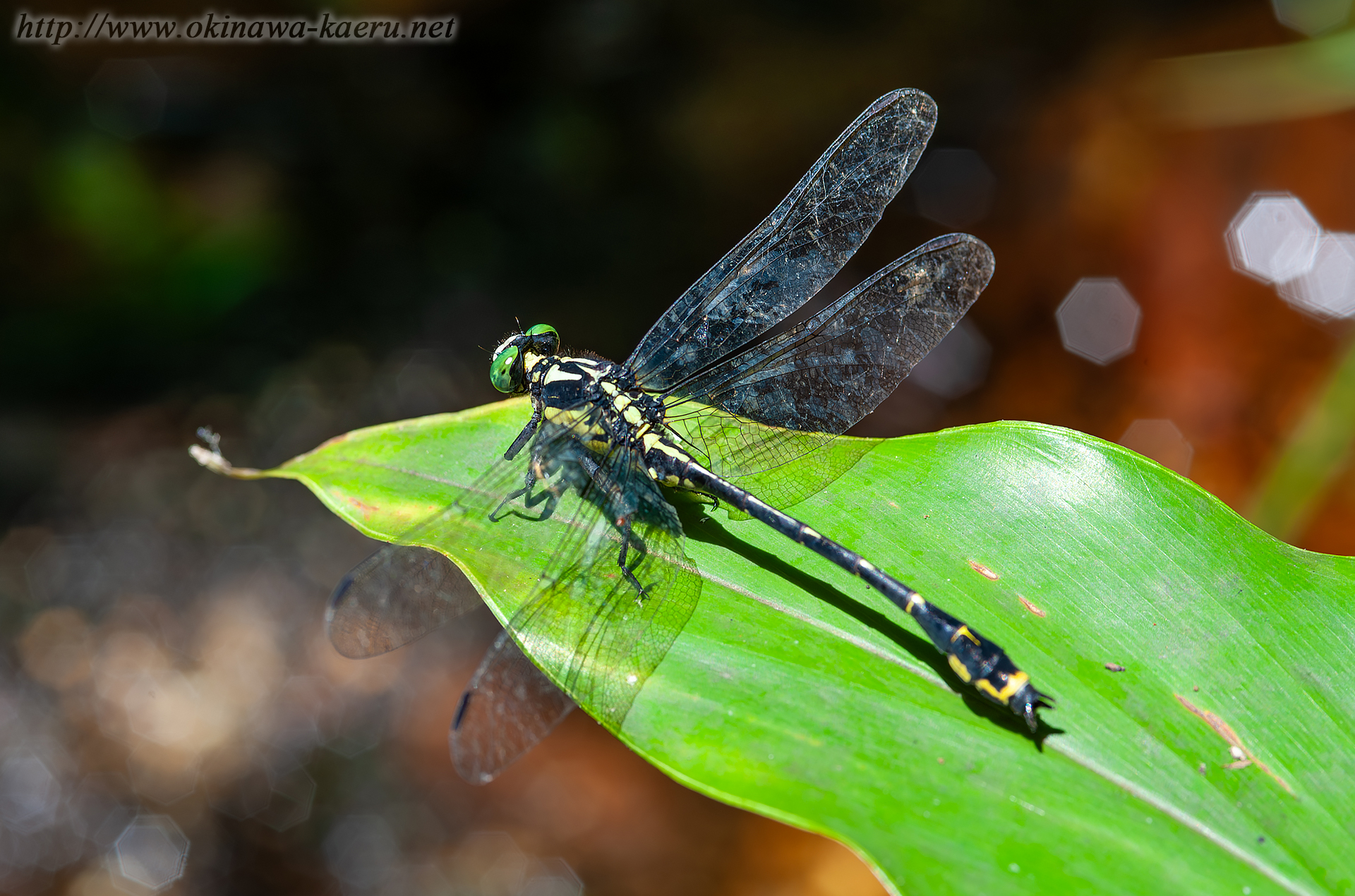 オキナワサナエの画像