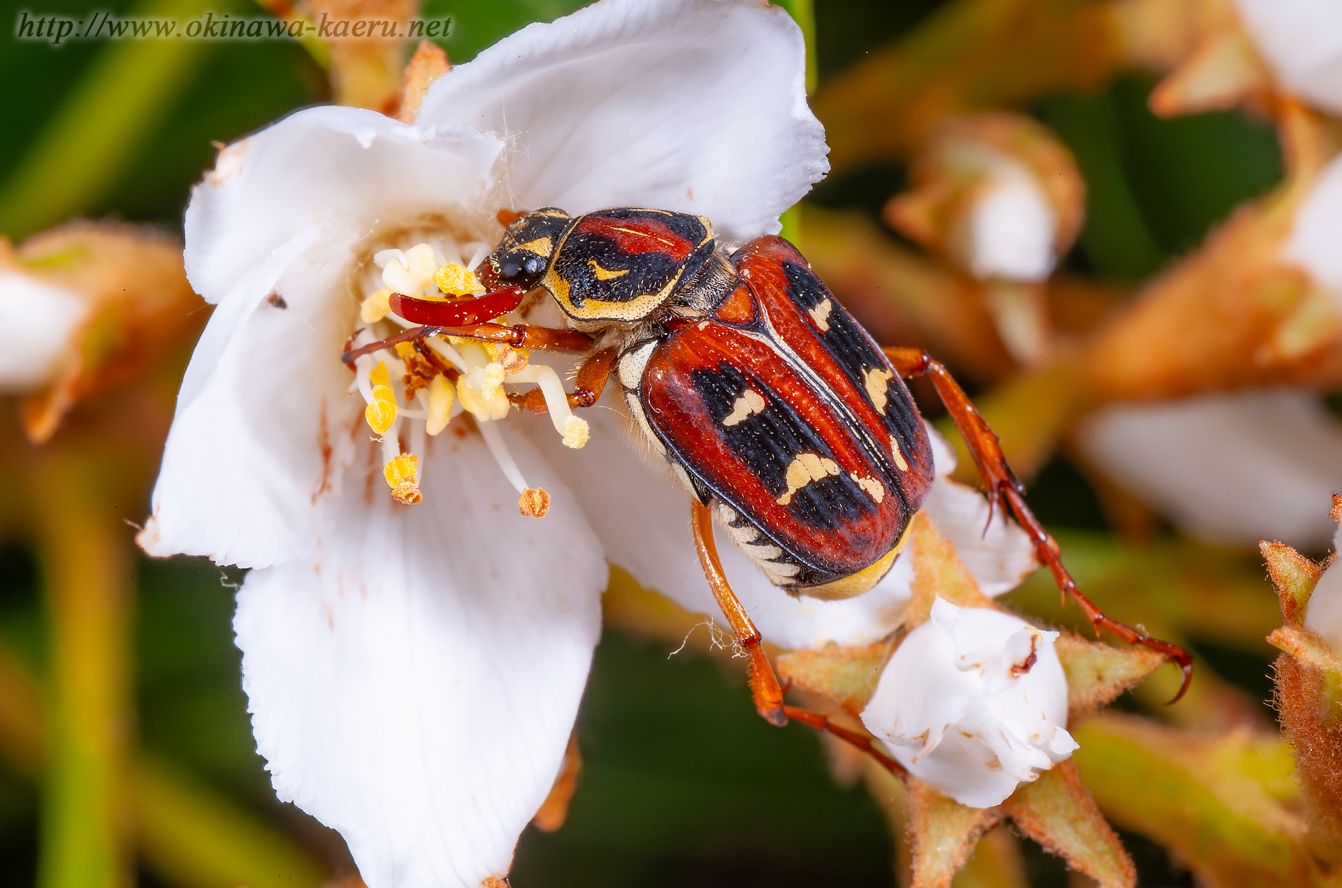 オキナワトラフハナムグリの画像