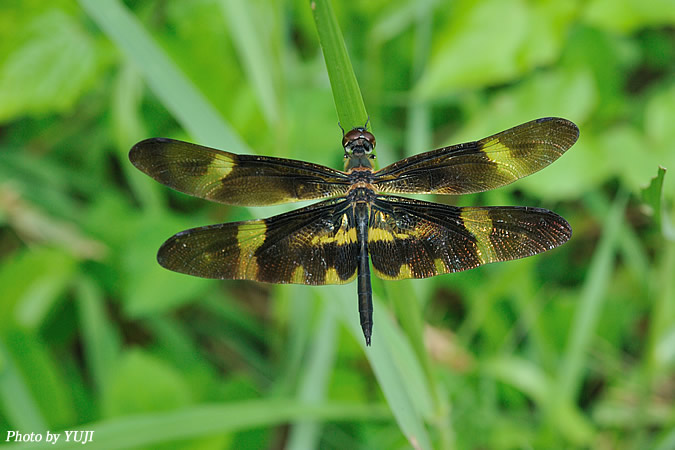 オキナワチョウトンボ Rhyothemis variegata imperatrix