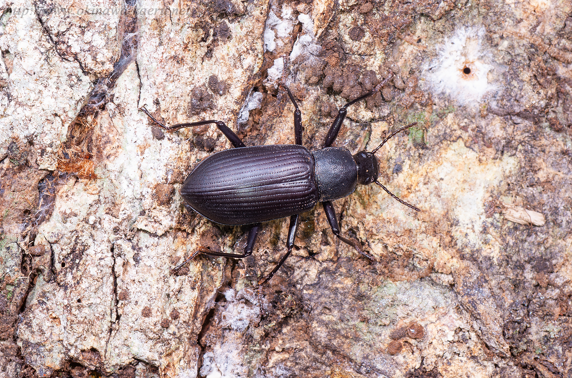 オキナワユミアシゴミムシダマシの画像