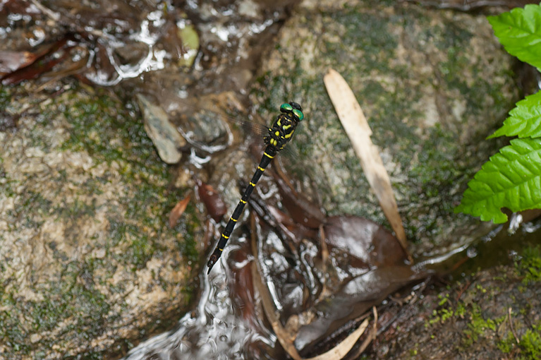 オニヤンマ Anotogaster sieboldii