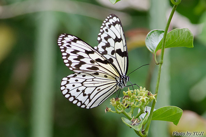 オオゴマダラ Idea leuconoe clara