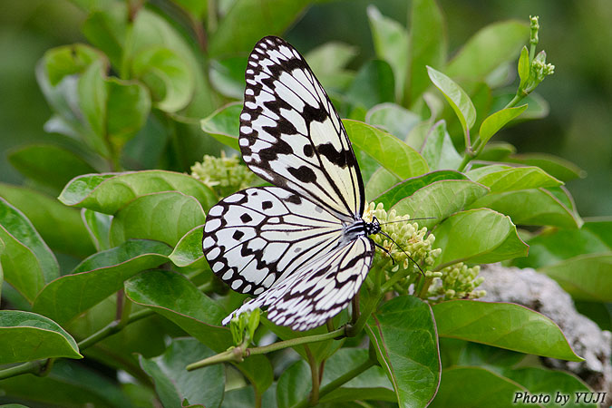 オオゴマダラ Idea leuconoe clara