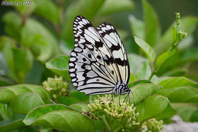 オオゴマダラ Idea leuconoe clara