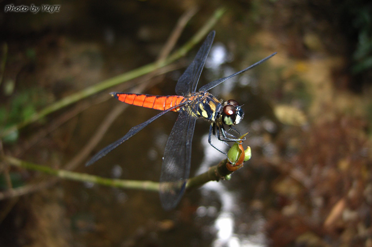 オオハラビロトンボ Lyriothemis elegantissima