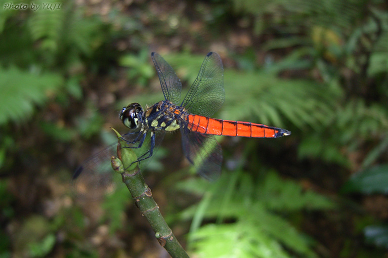 オオハラビロトンボ Lyriothemis elegantissima