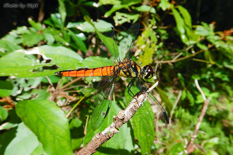 オオハラビロトンボ Lyriothemis elegantissima