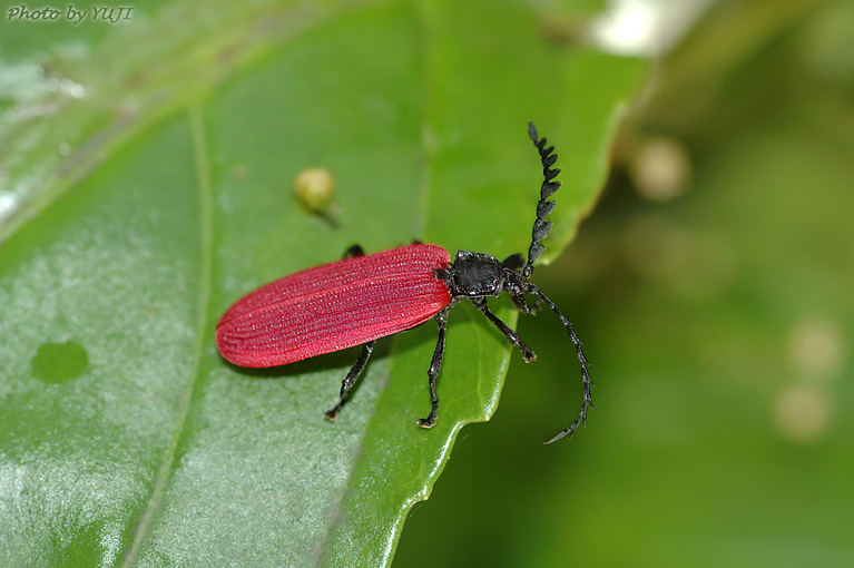 オオシマカクムネベニボタル Lyponia oshimana