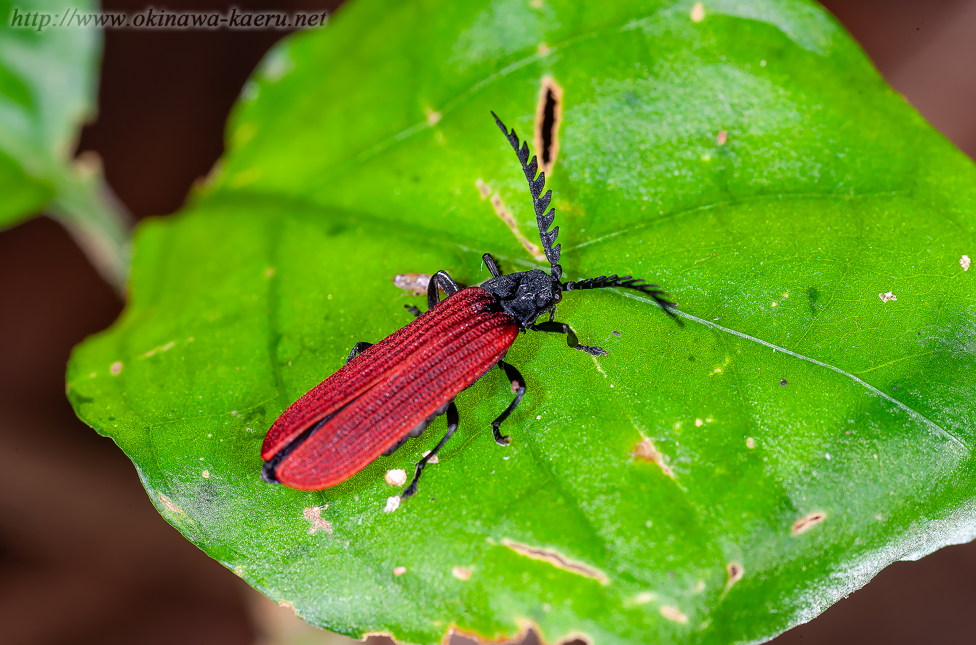 オオシマカクムネベニボタルの画像