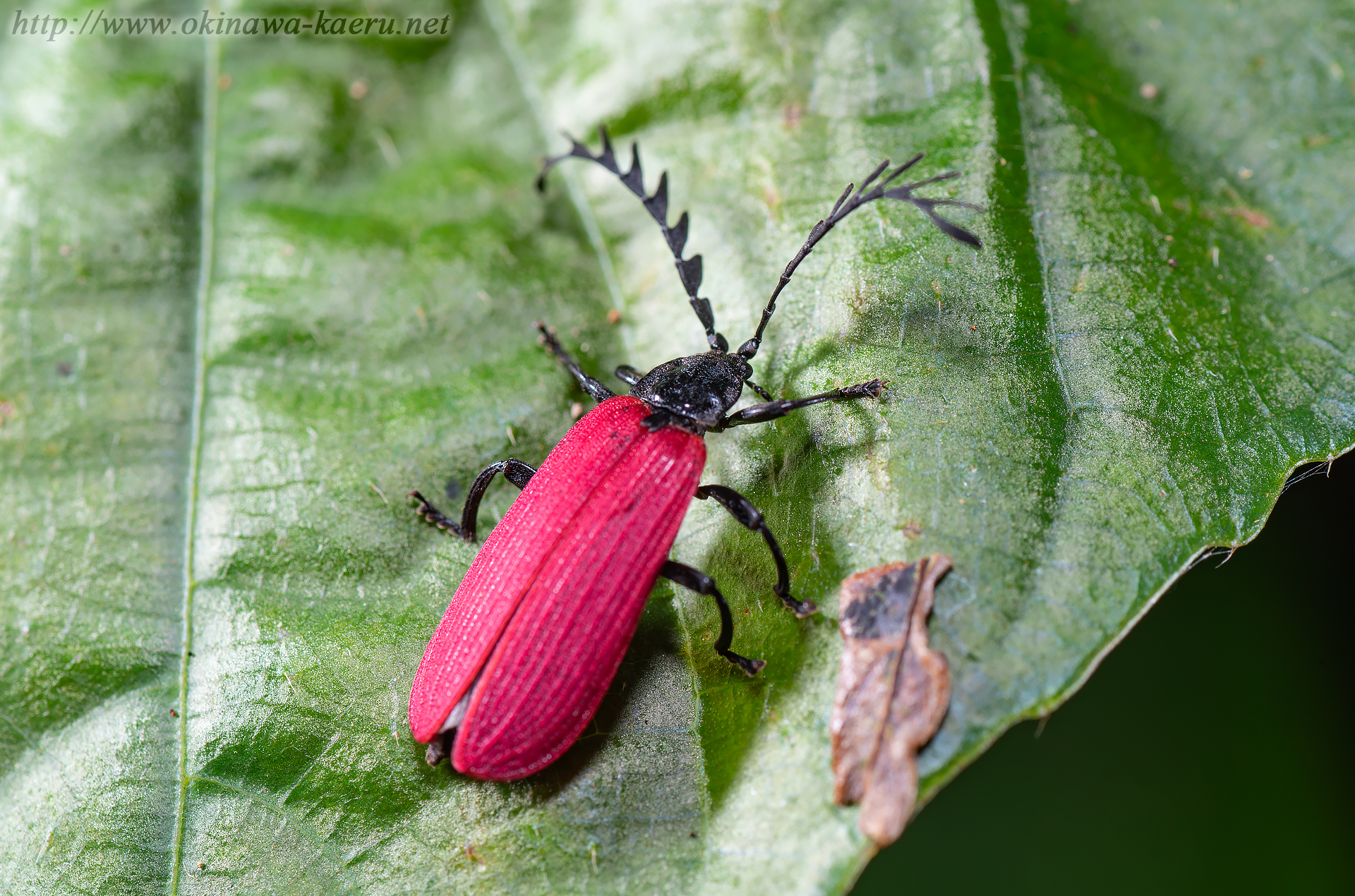 オオシマカクムネベニボタルの画像