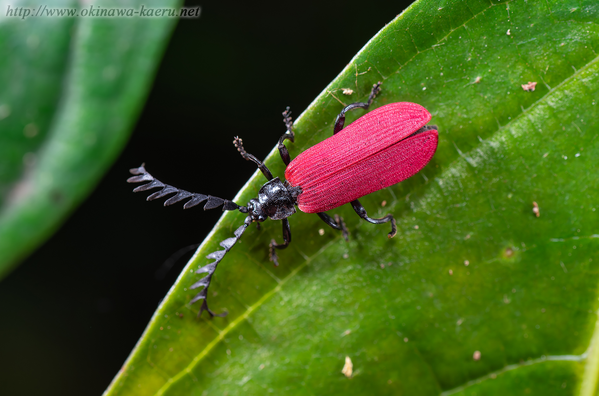 オオシマカクムネベニボタルの画像