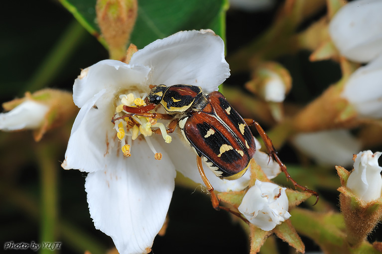 オオシマオオトラフコガネ Paratrichius duplicatus okinawanus