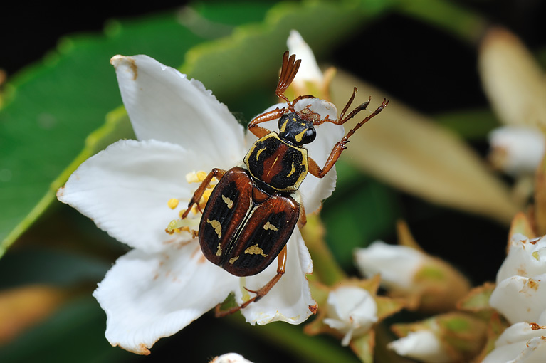 オオシマオオトラフコガネ Paratrichius duplicatus okinawanus