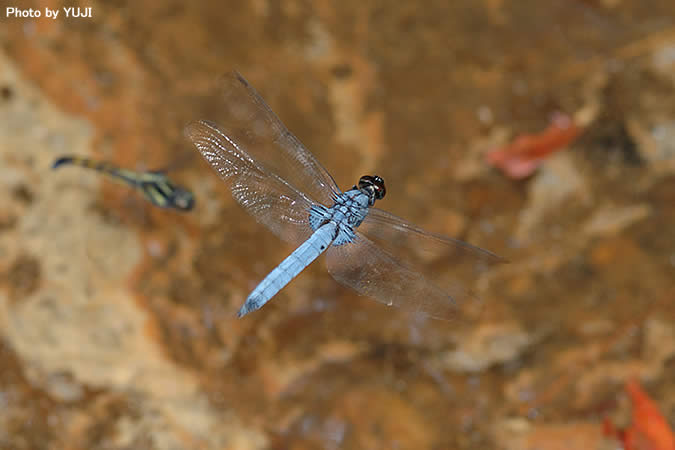 オオシオカラトンボ Orthetrum triangulare