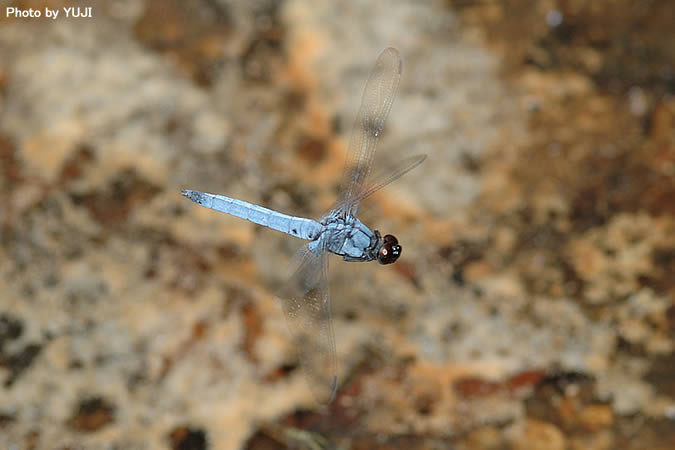 オオシオカラトンボ Orthetrum triangulare