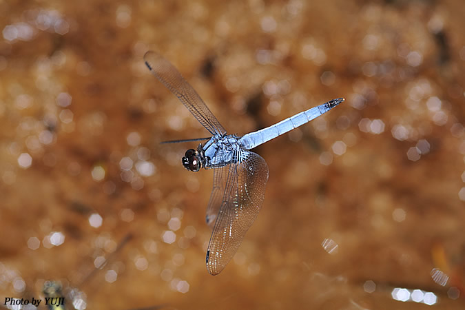 オオシオカラトンボ Orthetrum triangulare