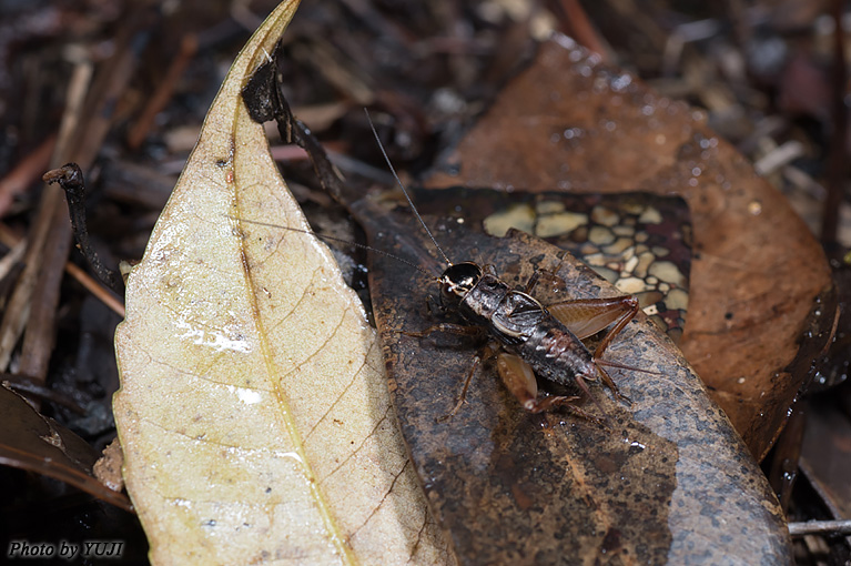 オチバコオロギ Parasongella japonica