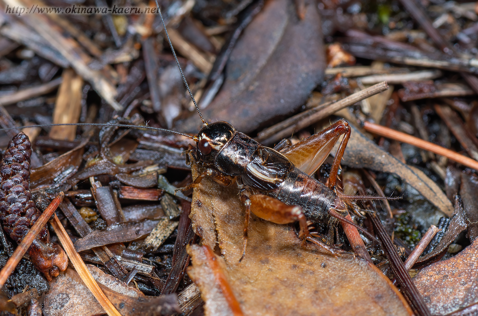 オチバコオロギの画像