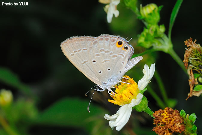 オジロシジミ Euchrysops cnejus