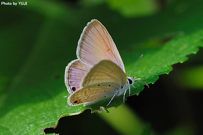 オジロシジミ Euchrysops cnejus