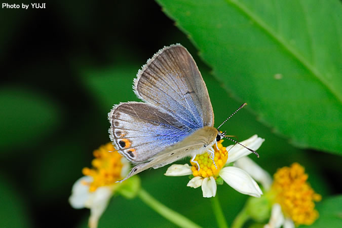 オジロシジミ Euchrysops cnejus