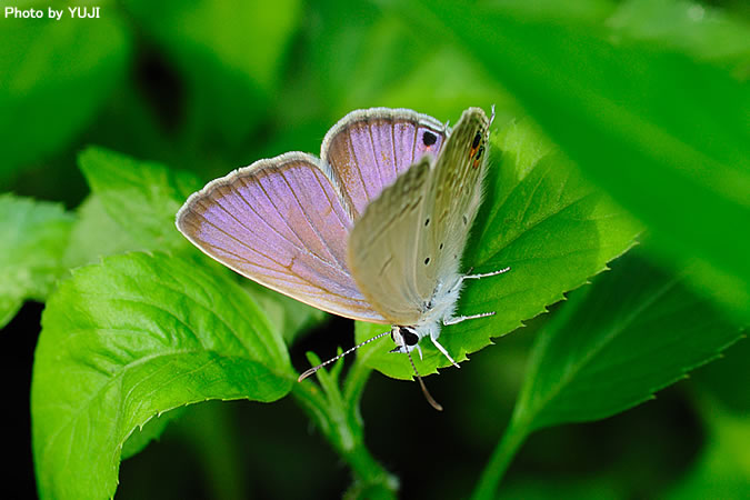 オジロシジミ Euchrysops cnejus