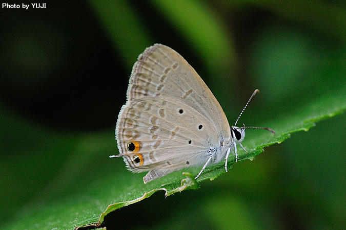 オジロシジミ Euchrysops cnejus