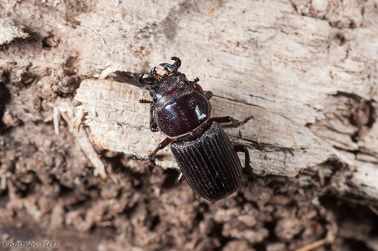 ルイスツノヒョウタンクワガタ Nigidius lewisi