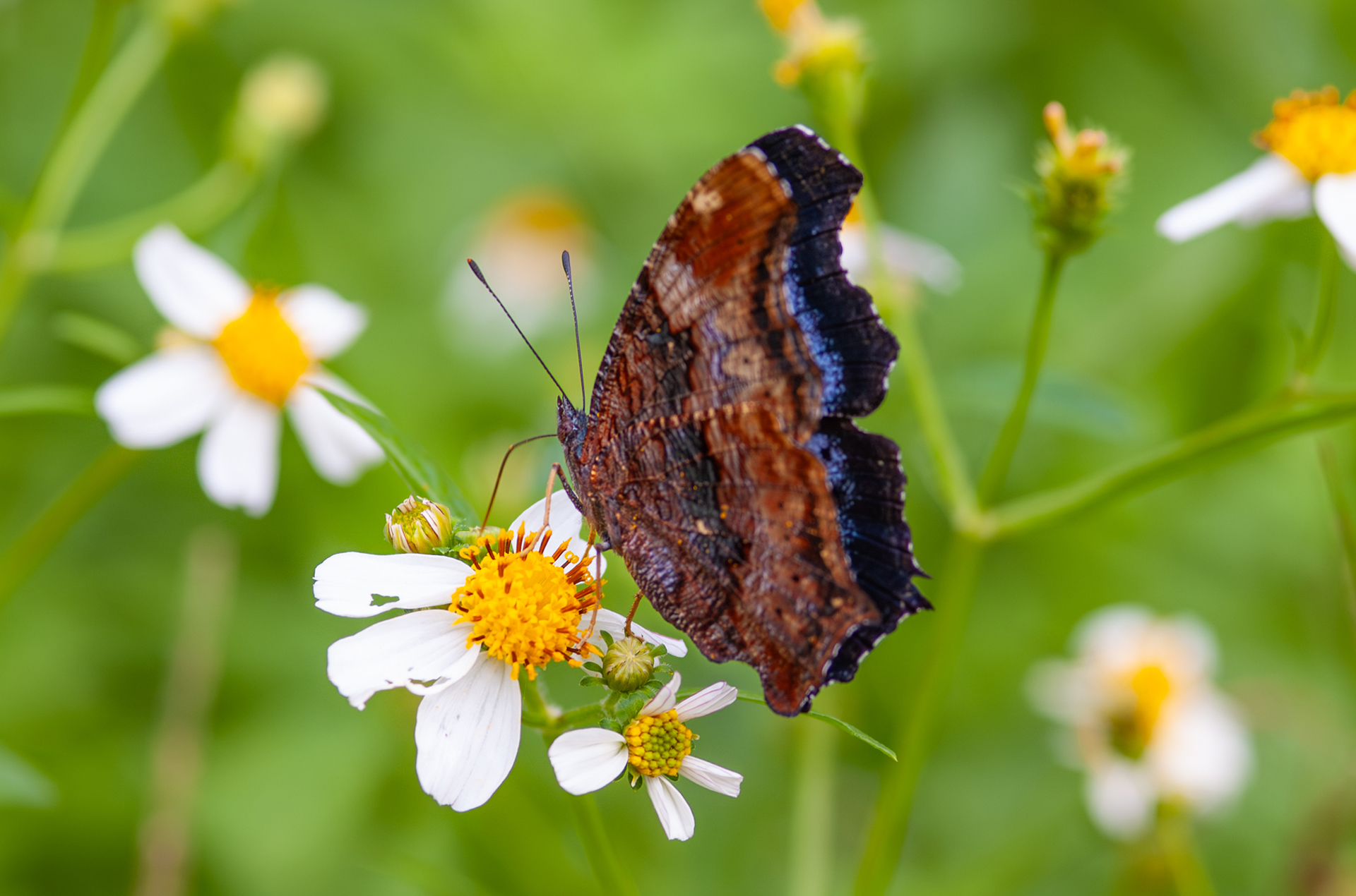 ルリタテハの画像