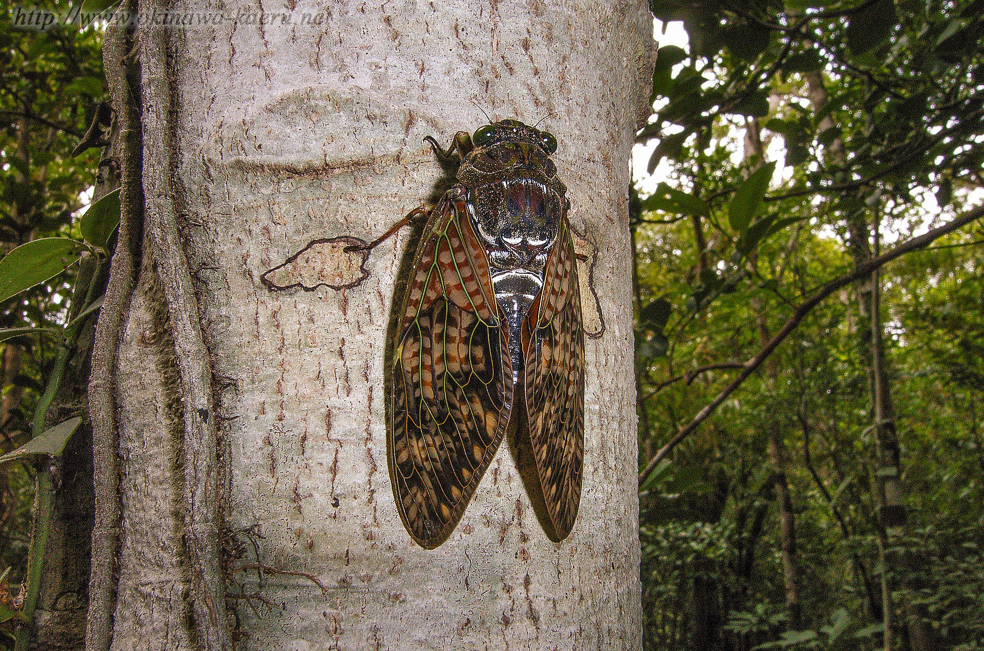 リュウキュウアブラゼミの画像
