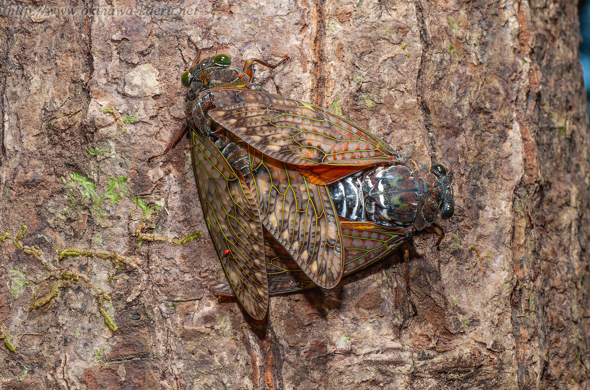 リュウキュウアブラゼミの画像