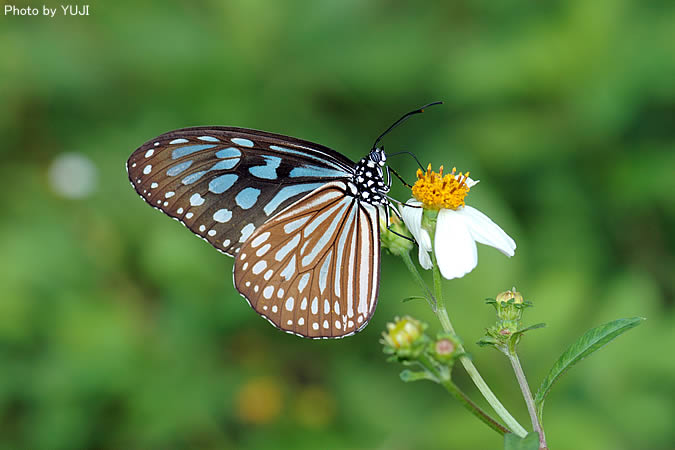 リュウキュウアサギマダラ Ideopsis similis