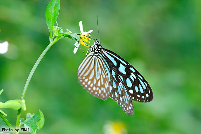 リュウキュウアサギマダラ Ideopsis similis