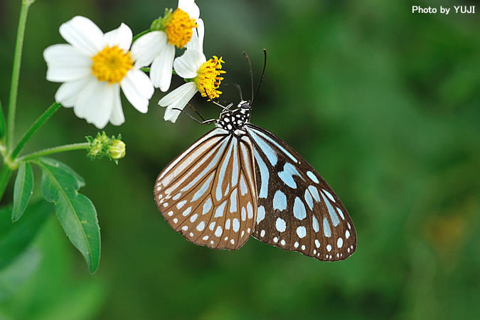 リュウキュウアサギマダラ Ideopsis similis