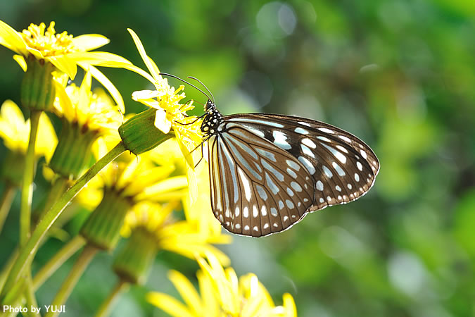 リュウキュウアサギマダラ Ideopsis similis